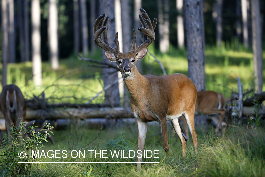 White-tailed deer in velvet.