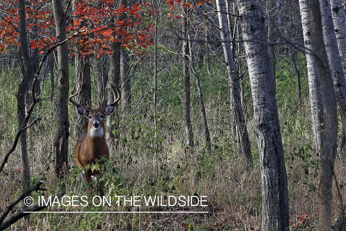 White-tailed buck in field.