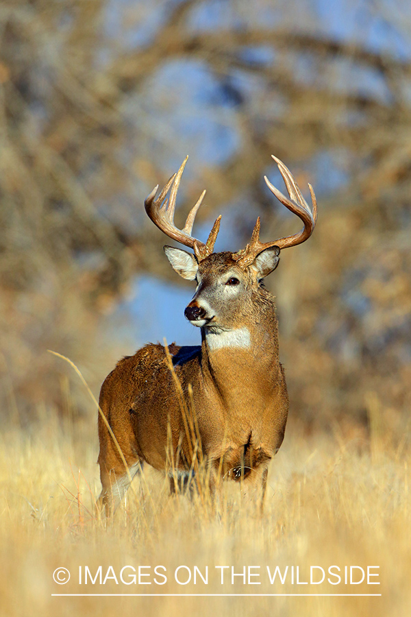 White-tailed buck in field.