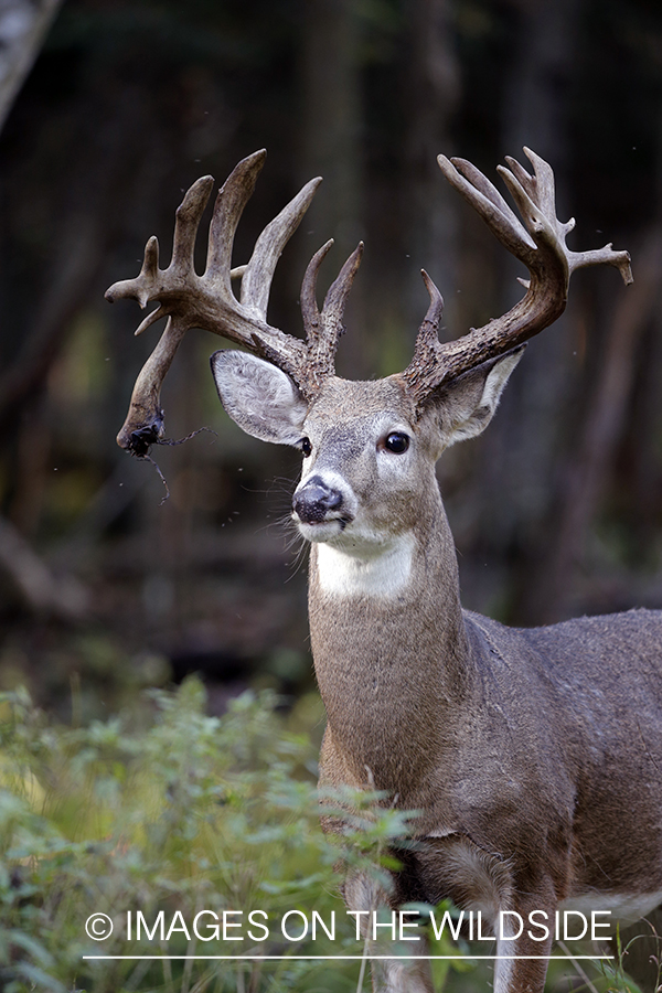 White-tailed buck in field.