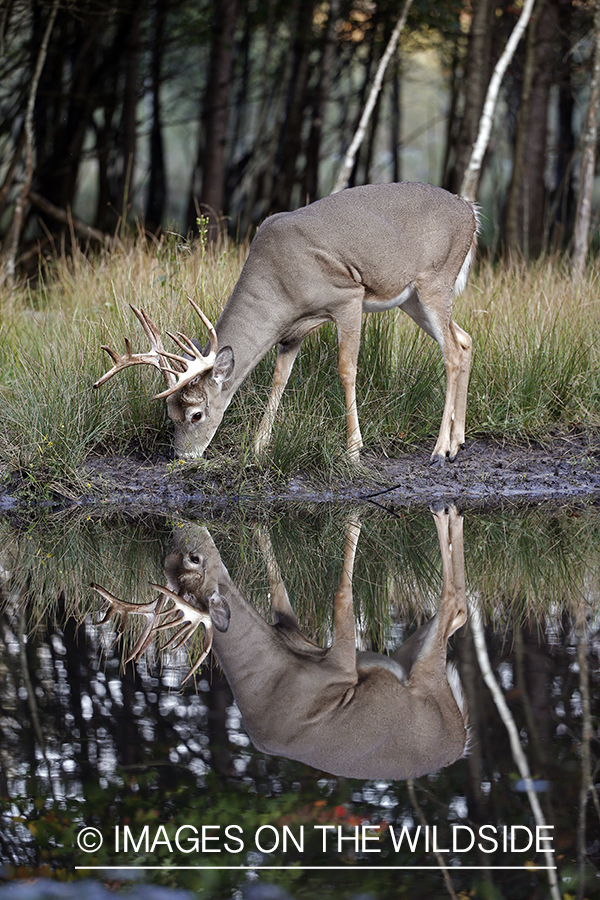 White-tailed buck in the rut.