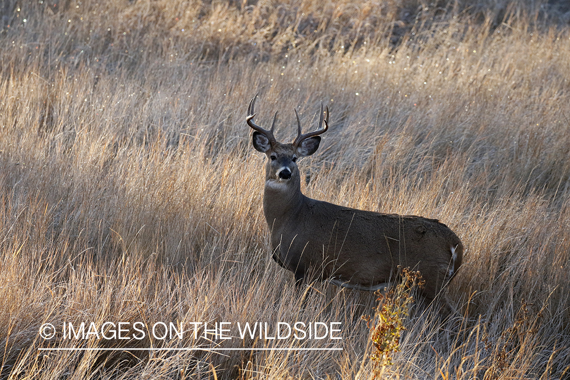 White-tailed buck in the rut.