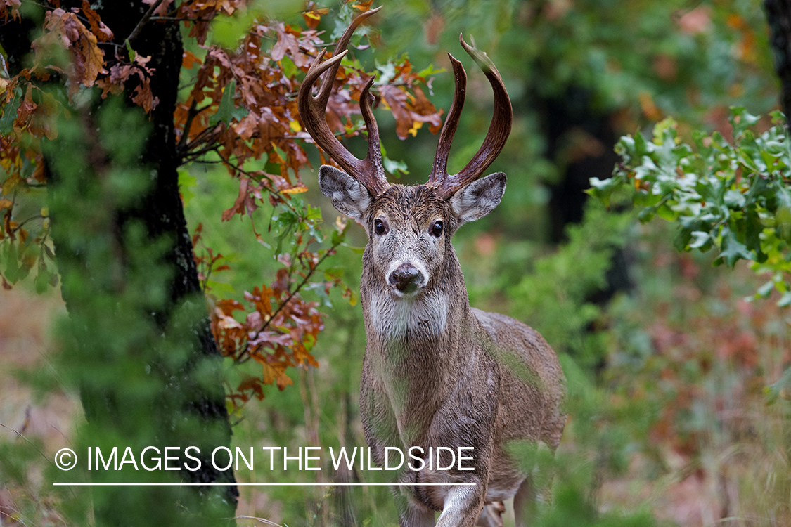 White-tailed buck in field.