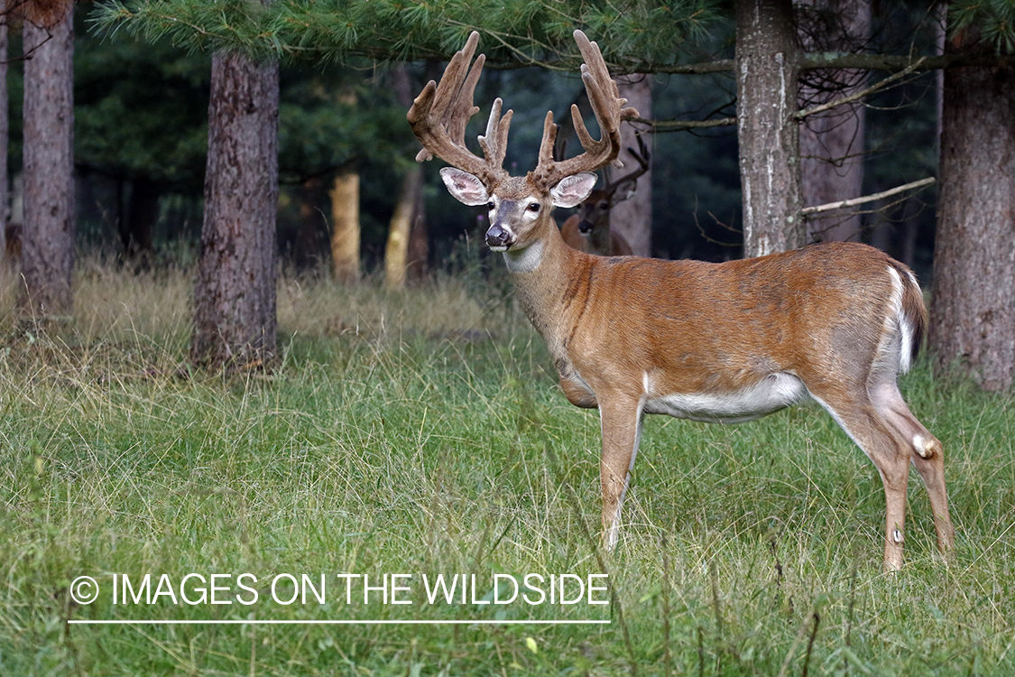 White-tailed buck in Velvet.