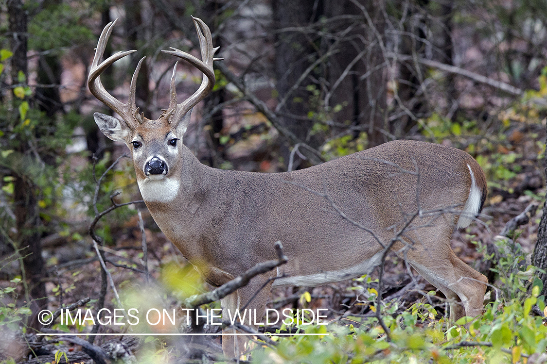 White-tailed buck in field.