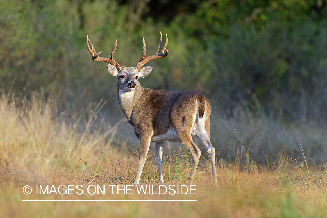 White-tailed buck in field.