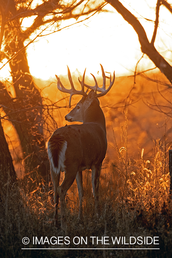 White-tailed buck in field.