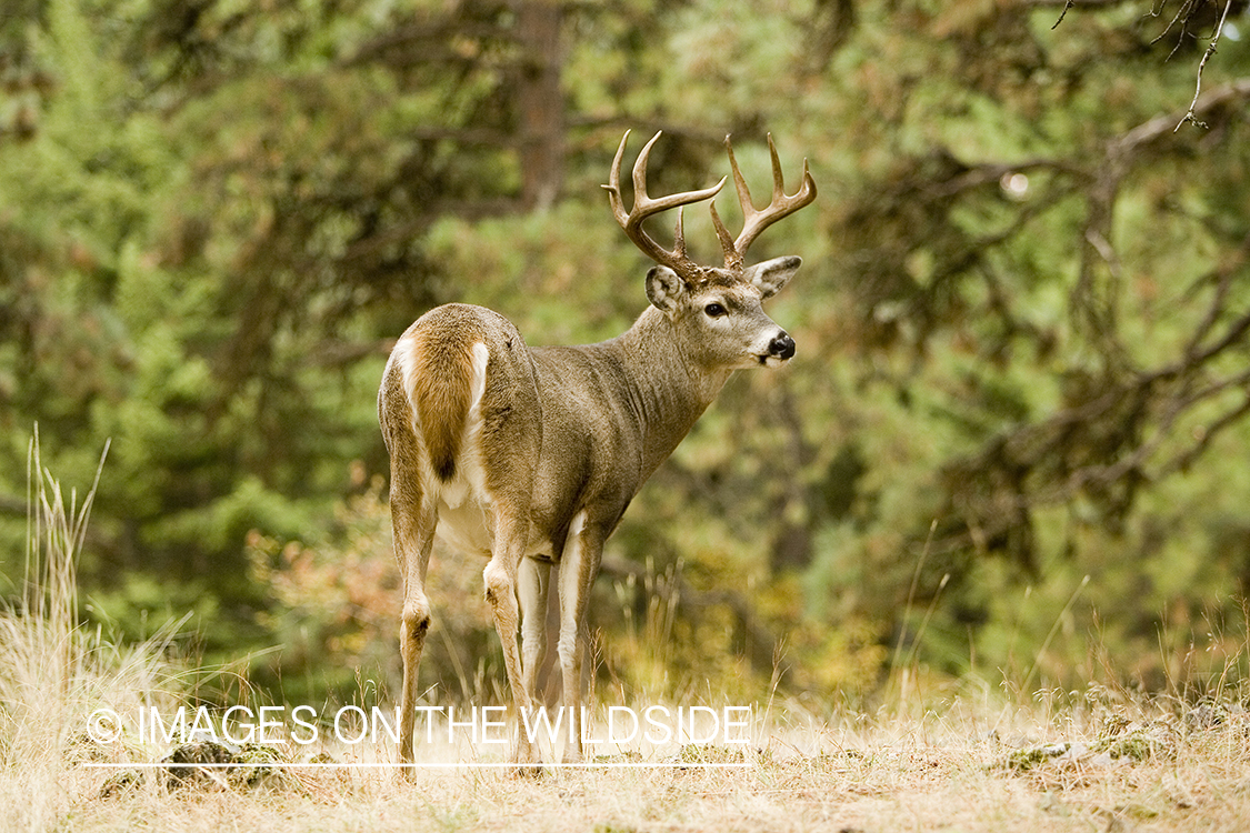 White-tailed deer in habitat