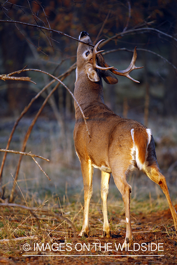 White-tailed deer in habitat