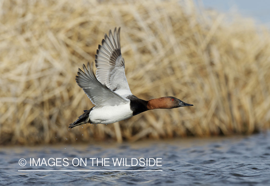 Canvasback duck in flight.