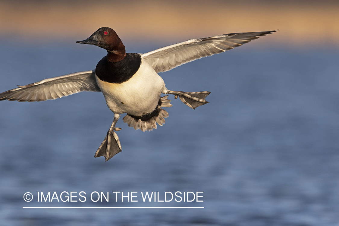 Canvasback drake in flight.