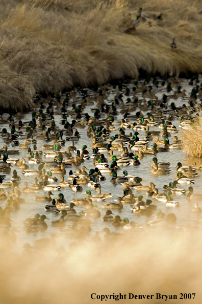 Mallard flock