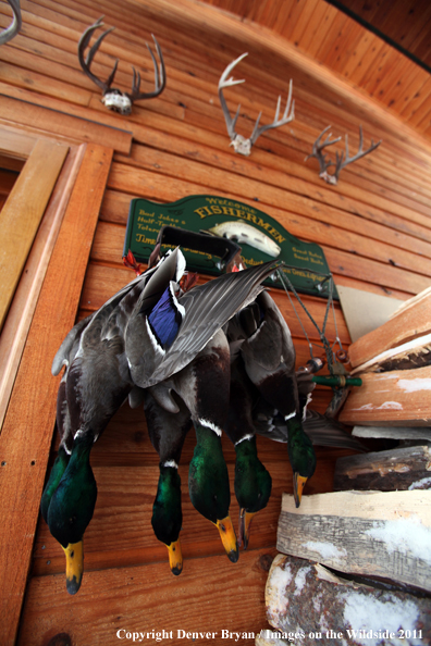 Bagged mallards hanging on outside wall. 