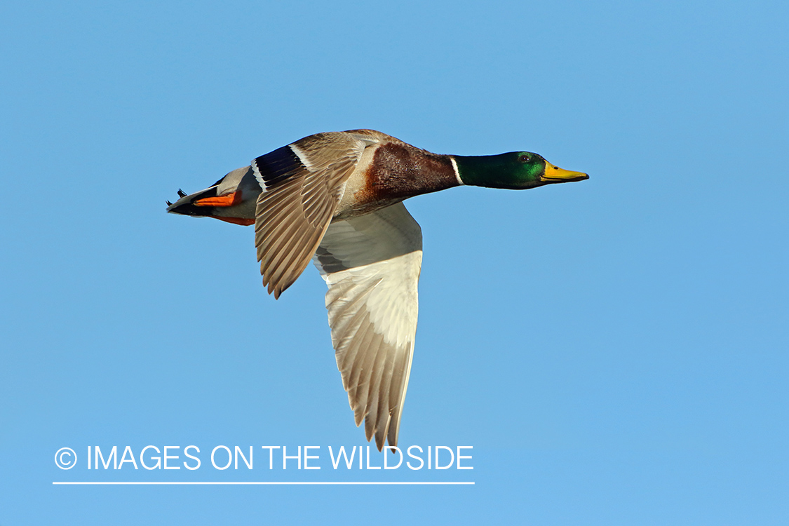 Mallard Drake in Flight