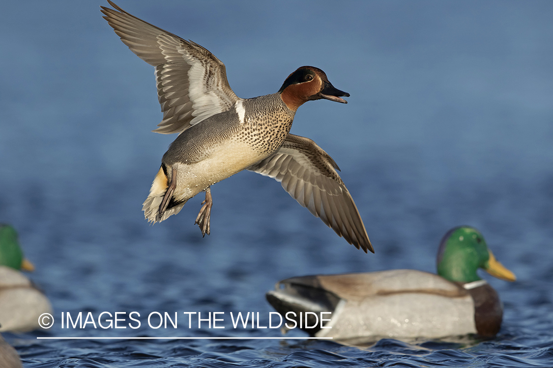 Green-winged Teal in flight.