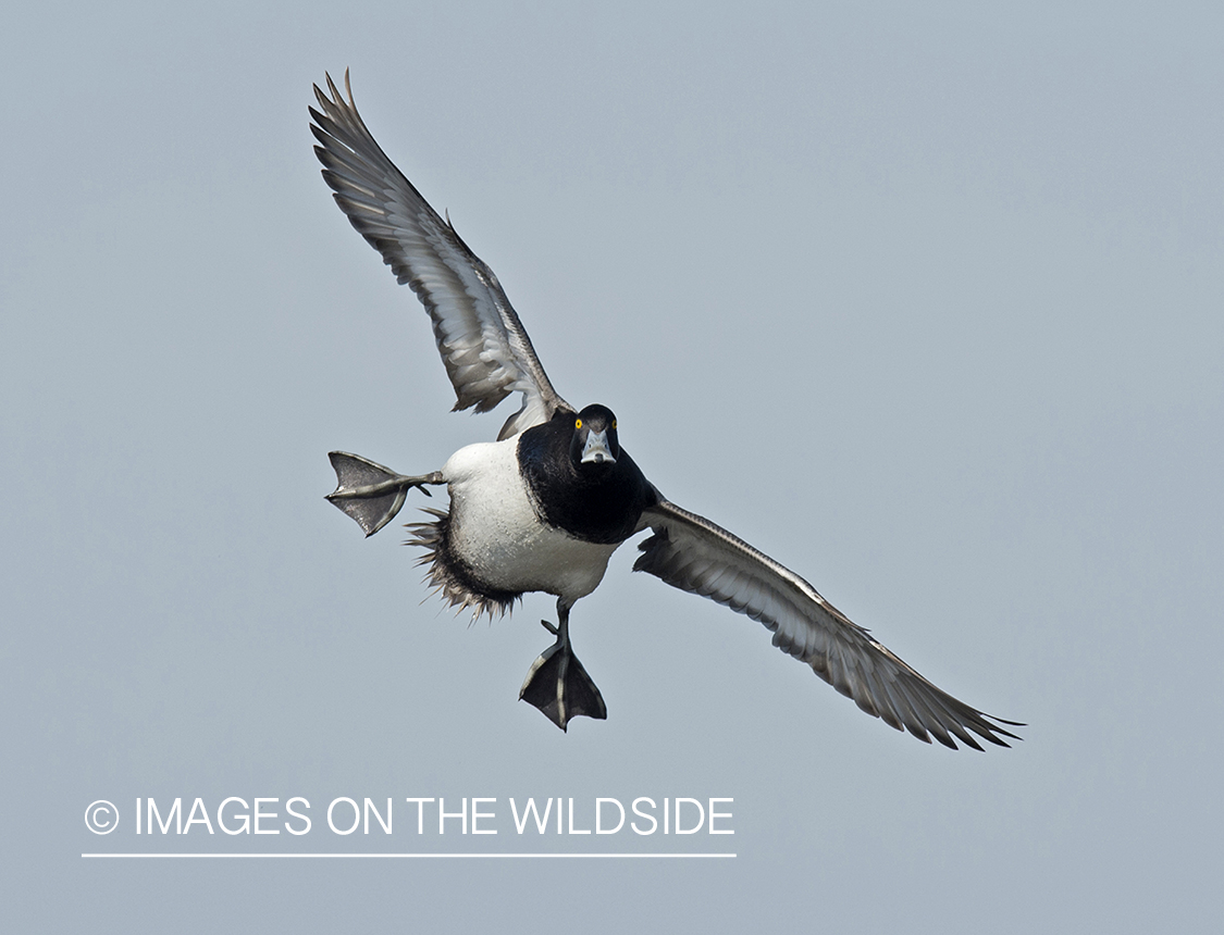 Lesser Scaup in flight.