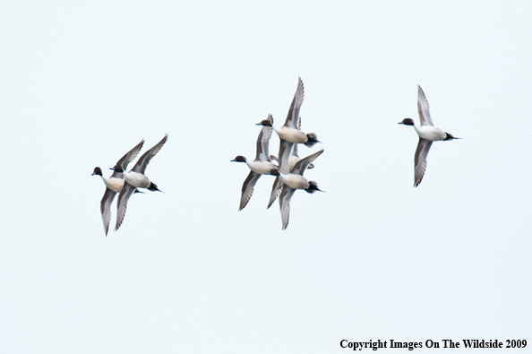 Pintail ducks in flight.