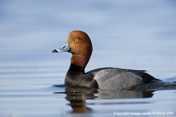 Redhead drake swimming