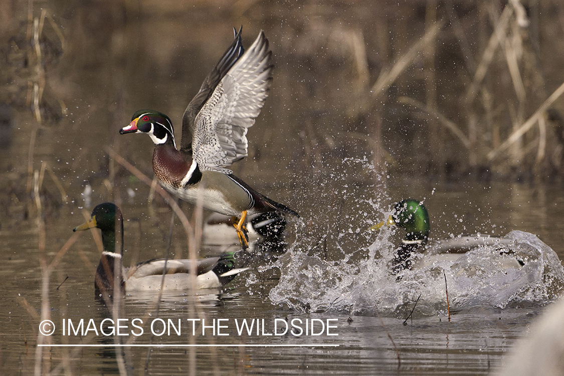 Wood duck drake taking flight.