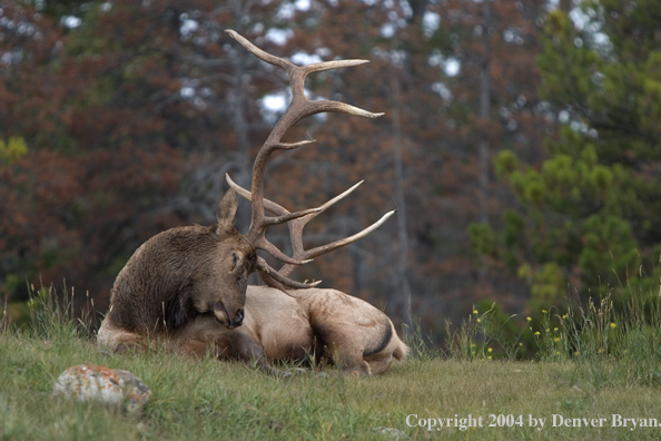 Rocky Mountain bull elk bedded in habitat.