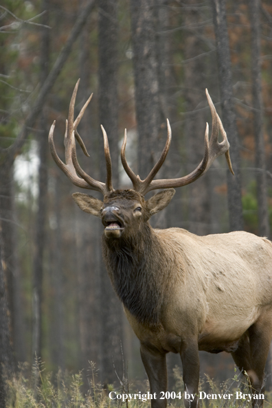 Rocky Mountain bull elk bugling.