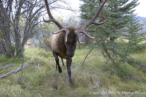 Rocky Mountain bull elk charging aggressively through forest.