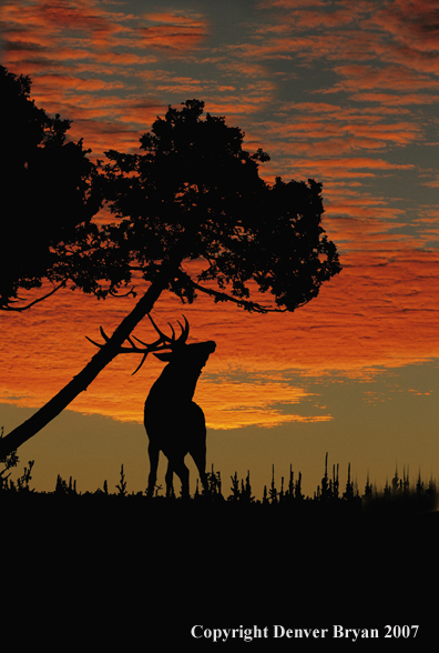 Elk scratching antler on tree. 