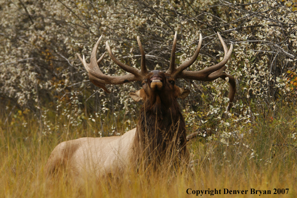 Rocky Mountain Elk bedded down