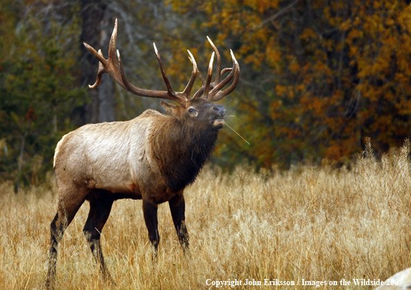 Rocky Mountain Elk bugling