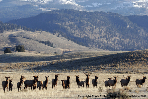 Rocky Mountain Elk in habitat