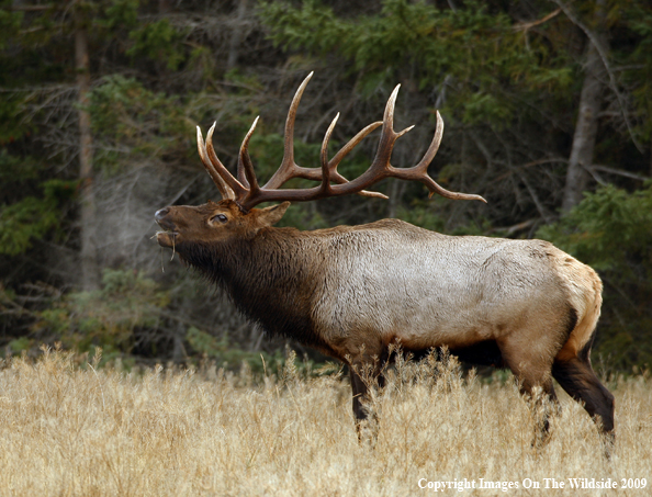 Bull Elk