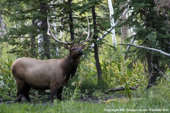 Bull elk in habitat. 