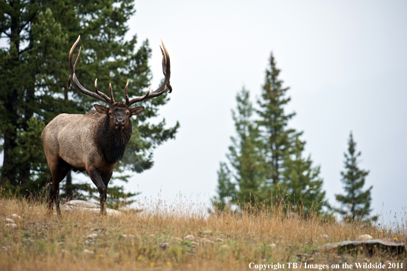 Rocky Mountain bull elk in habitat. 