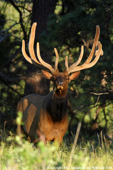 Bull elk in habitat. 