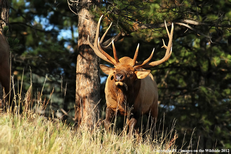 Rocky Mountain Elk in habitat.