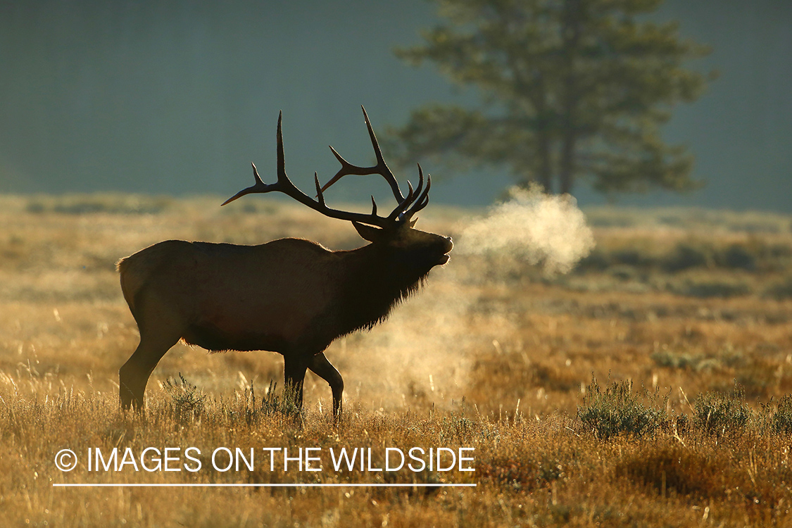 Rocky Mountain Elk in habitat.