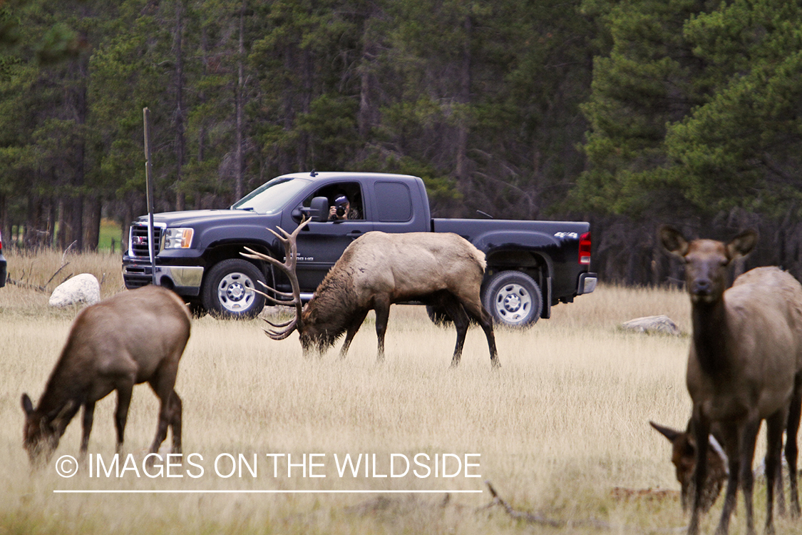 Wildlife photographer taking pictures of Rocky Mountain Elk.