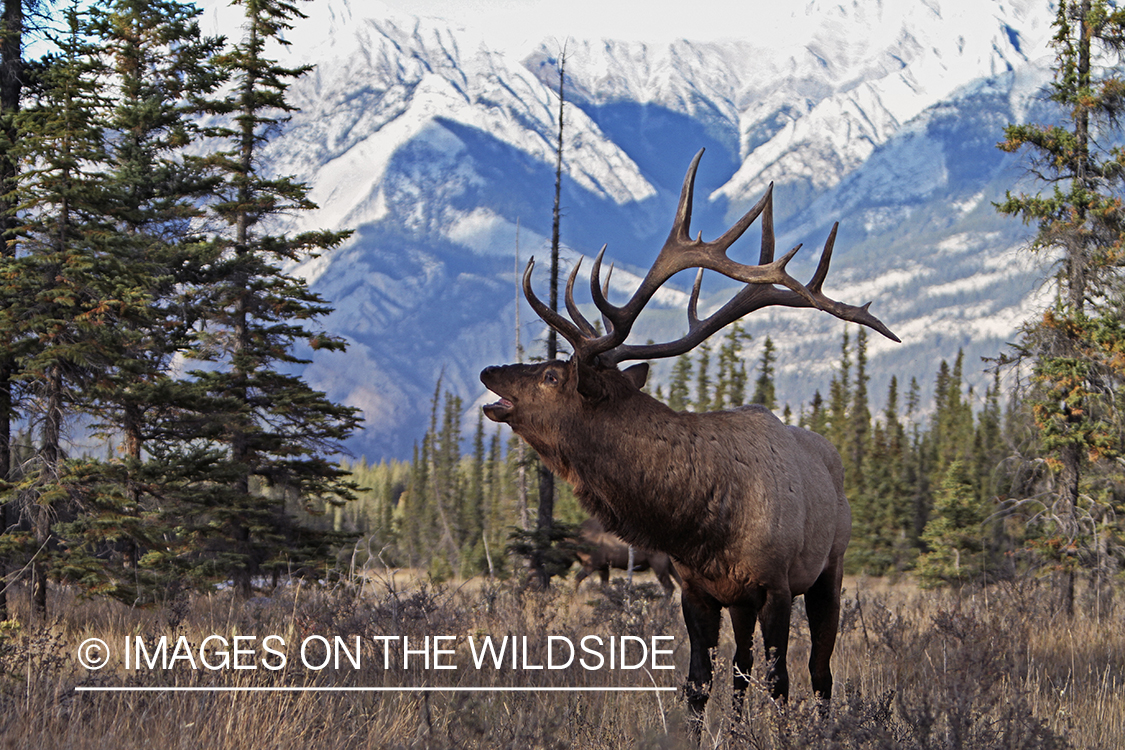 Rocky Mountain Bull Elk bugling in habitat.