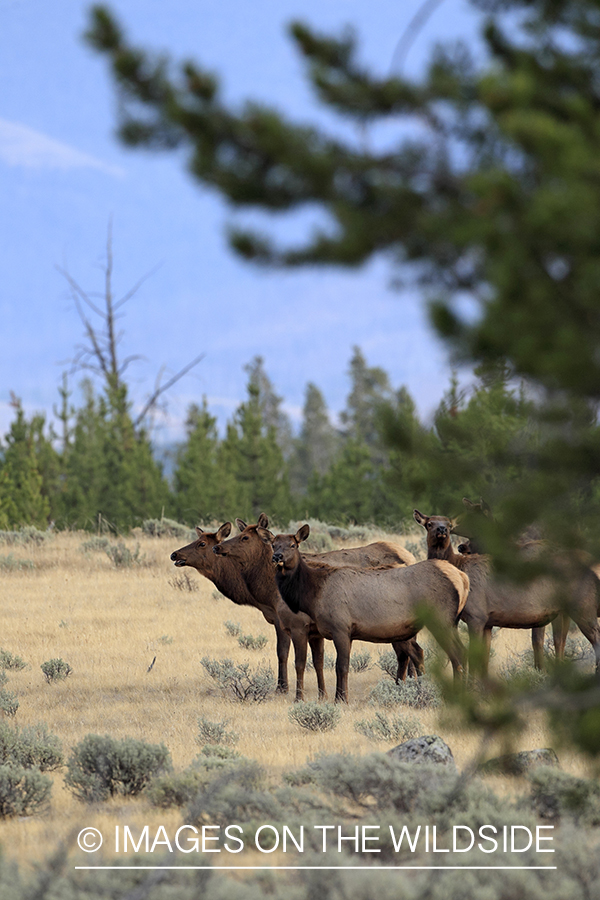 Rocky Mountain Elk herd in habitat.