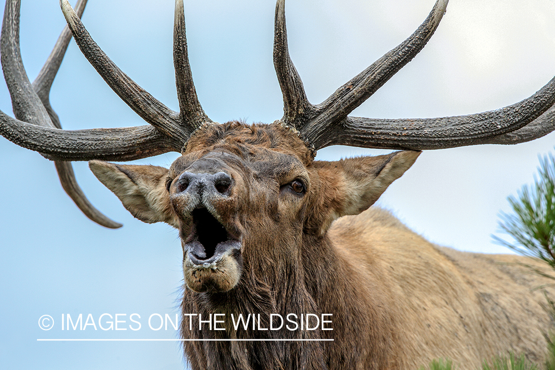 Bugling bull elk during rut.