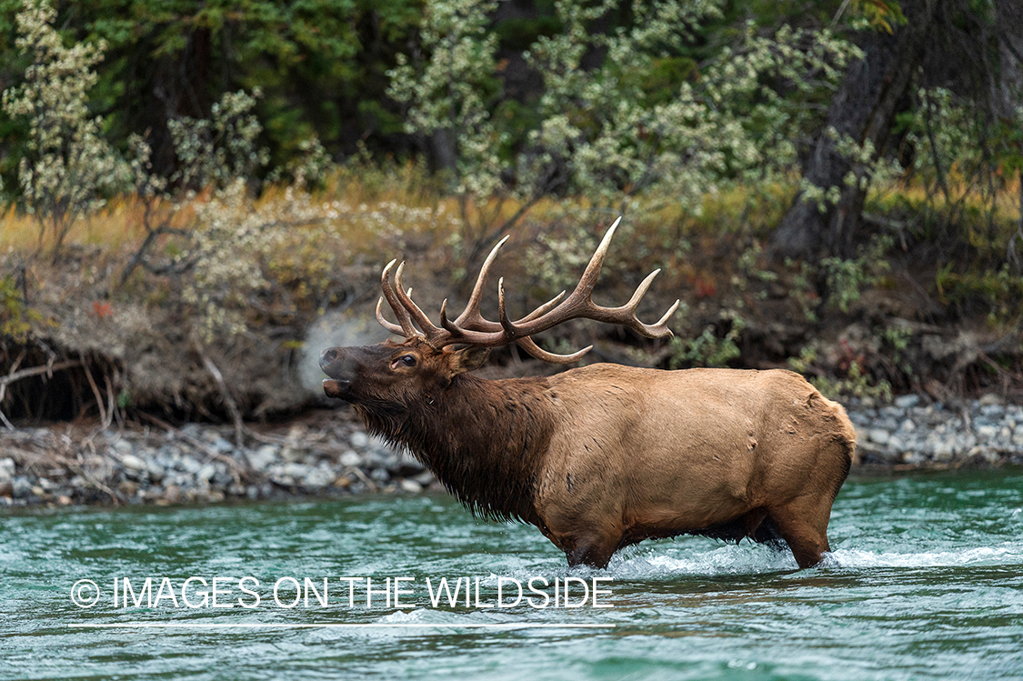 Bull elk bugling in field.