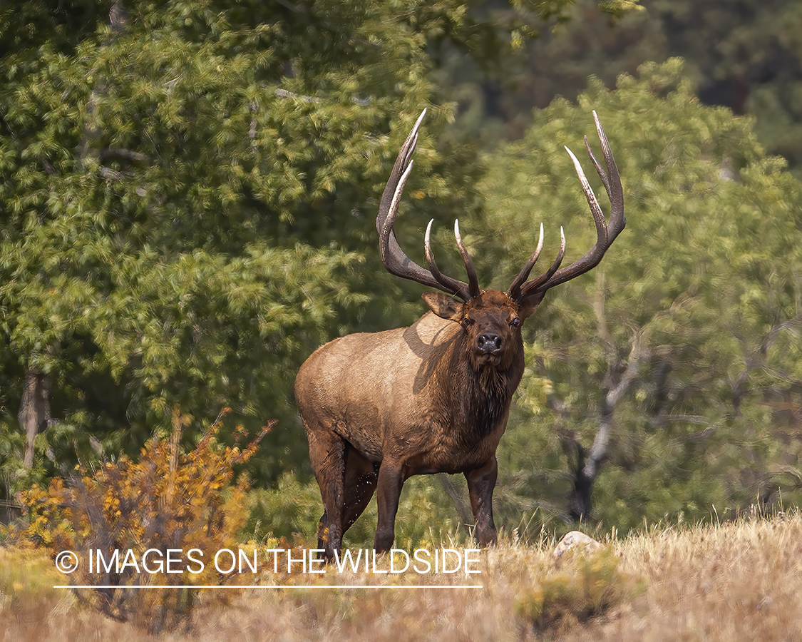 Bull elk in field.