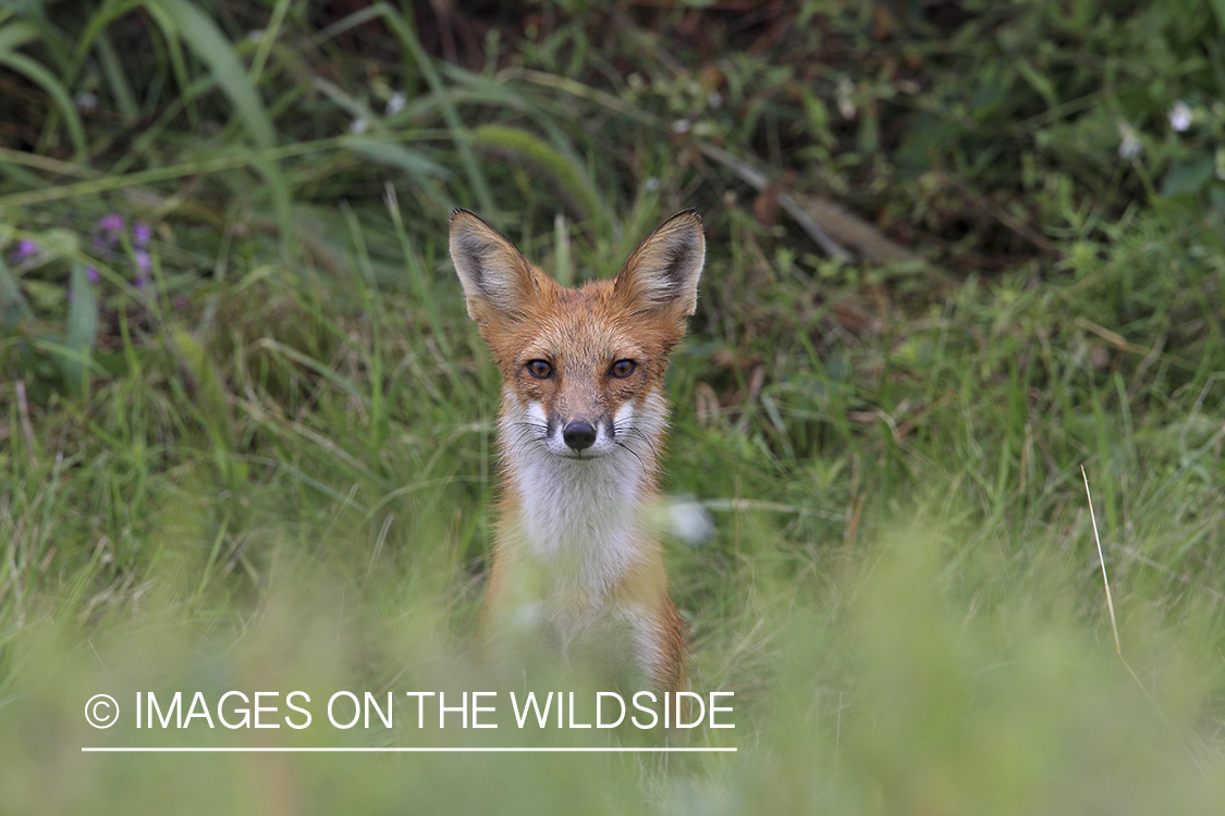 Red fox in habitat.