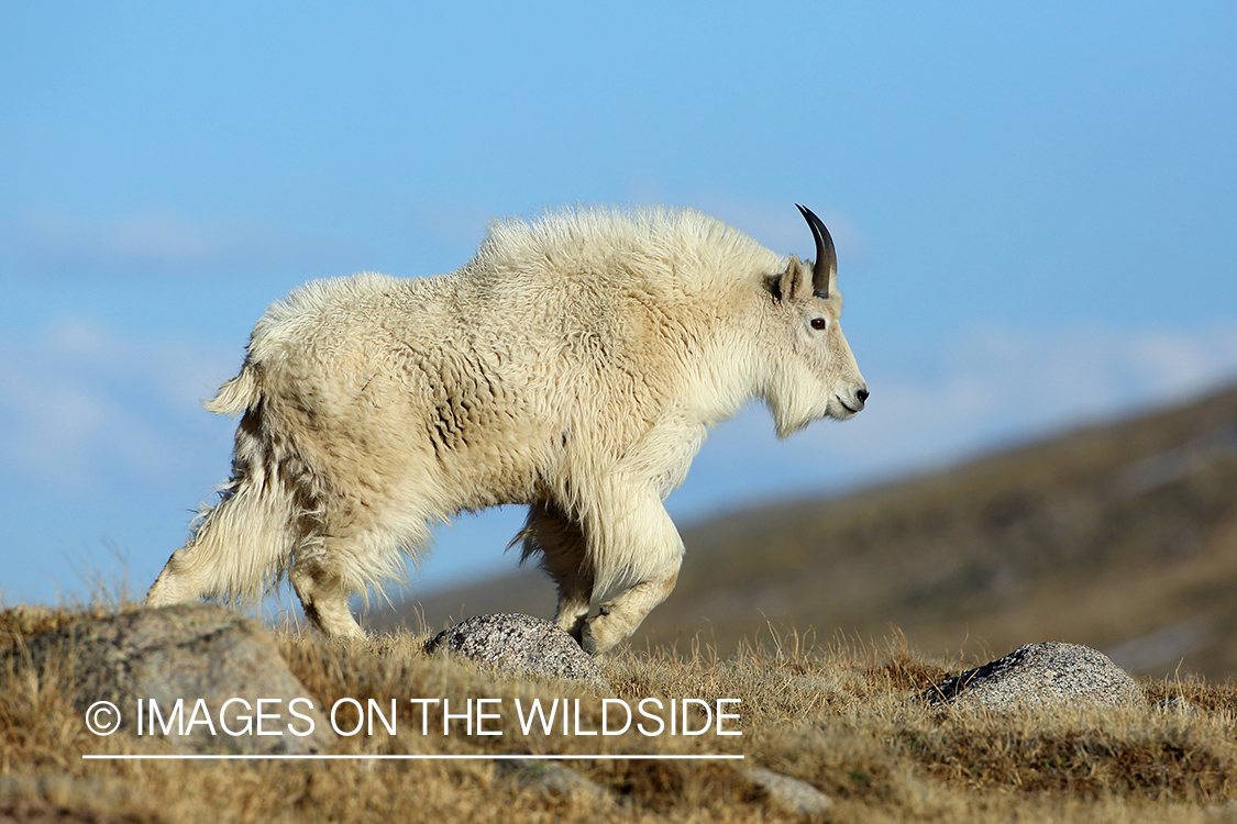 Rocky Mountain Goat in habitat. 