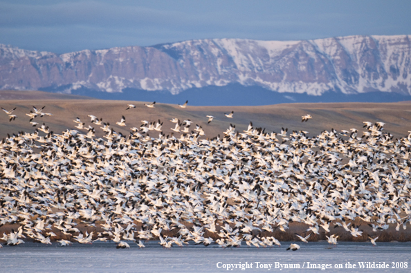 Snow Geese in habitat