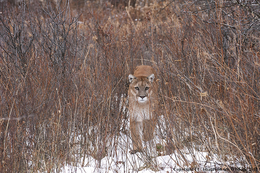 Mountain Lion in habitat.