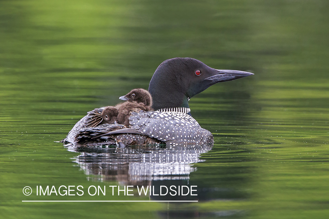 Common loon carrying chicks on back.