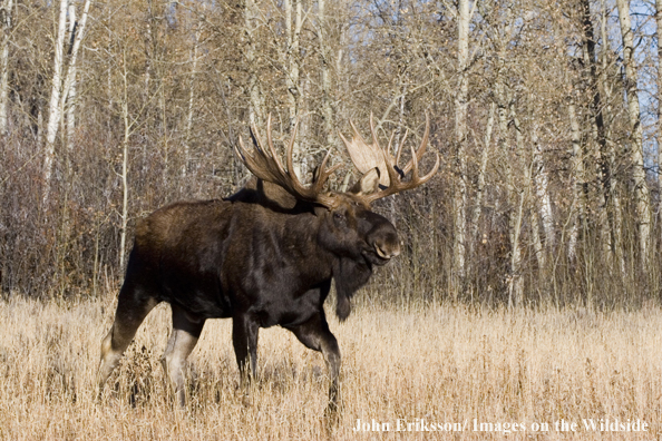 Shiras bull moose walking in habitat.