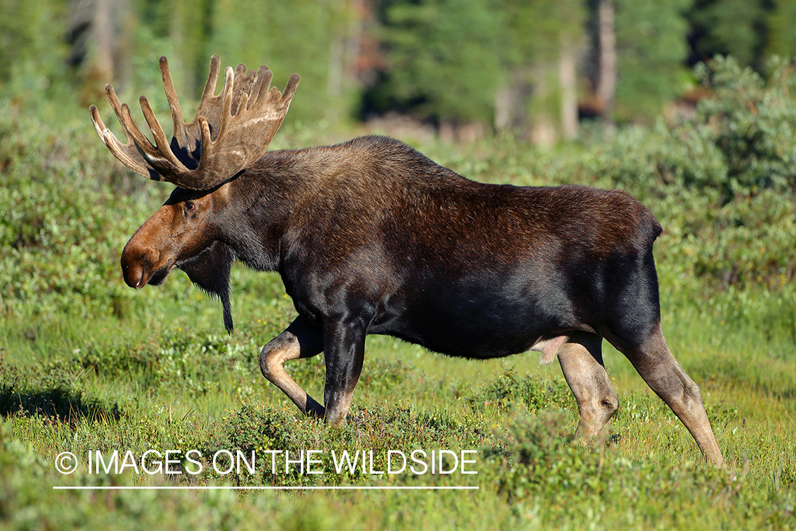 Shiras bull moose in velvet.
