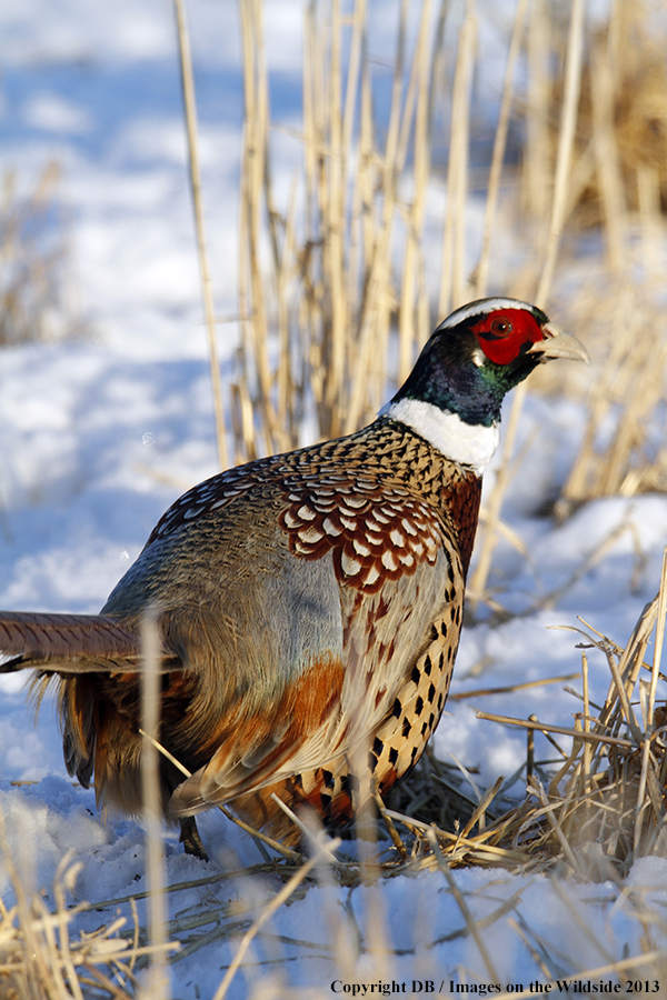 Ring-necked pheasant in habitat